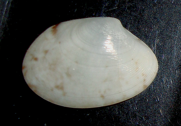 bivalve da identificare